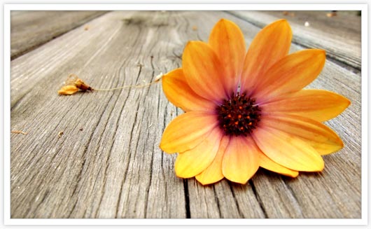 Fiore decorativo